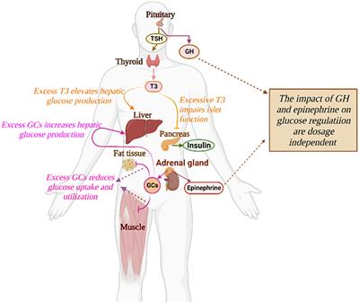 The progression of secondary diabetes: A review of modeling studies